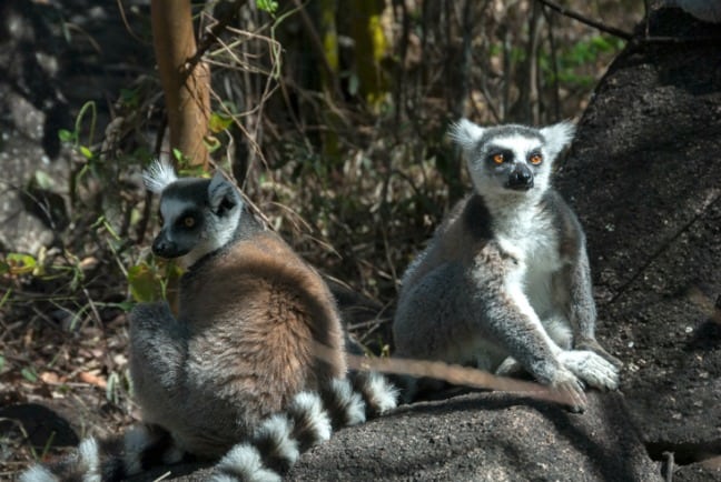 Madagascar King Julien 2 Ringtails and a Stick