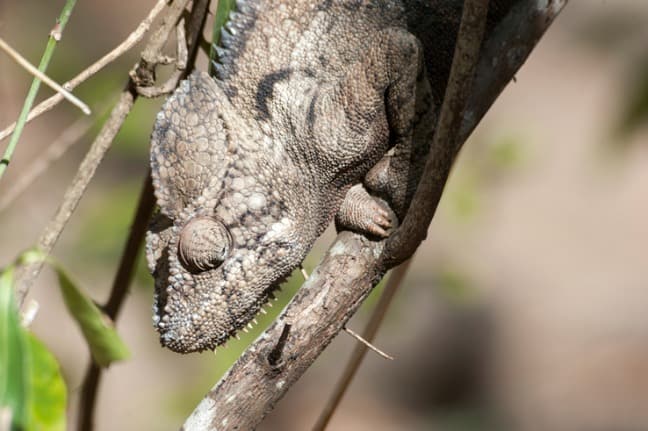 Madagascar King Julien Big Chameleon Chin Spikes