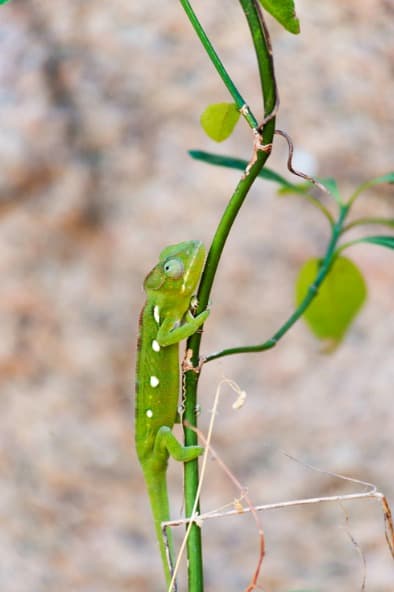 Madagascar King Julien Green Chameleon Climbing Up