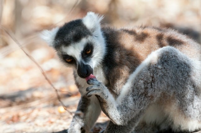 Madagascar King Julien Ringtail Foot Licking