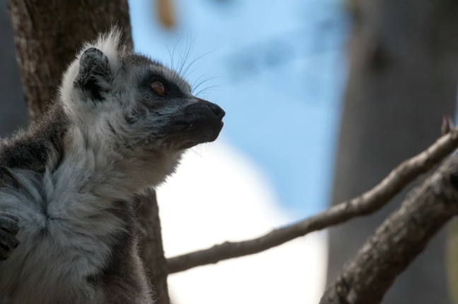 Madagascar King Julien Ringtail Lookin Up II