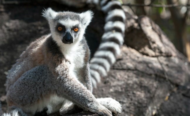 academisch onderhoud Sociologie MADAGASCAR: Ring-tailed Lemurs at Anja Reserve