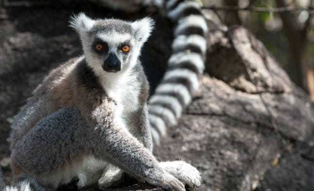 Madagascar King Julien Ringtail Portrait