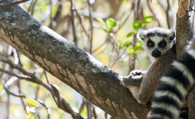 Madagascar King Julien Ringtail Resting