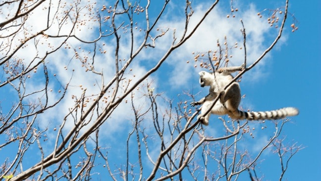 Madagascar King Julien Ringtail Tree Surfing