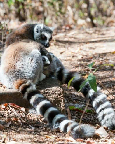 Madagascar King Julien Ringtails Grooming