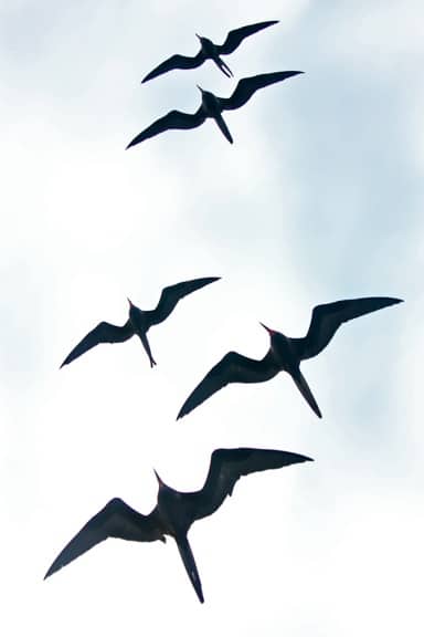 Galapagos Birds: A flock of Frigates soars on the updraft from our ship.