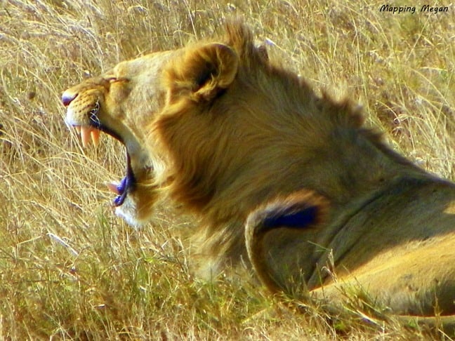 Male Lion roar