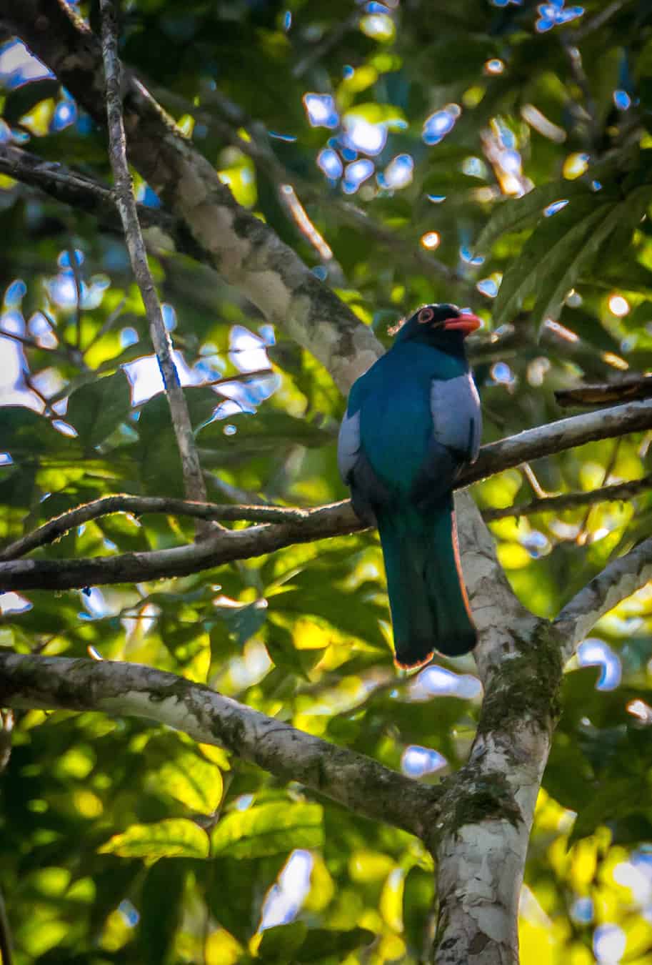 Male Slaty-tailed Trogon in Cockscomb Basin Wildlife Sanctuary, Belize