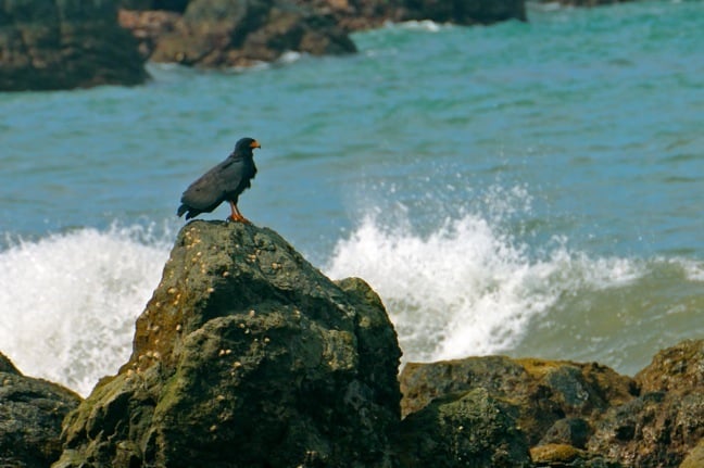 Birdwatching in Costa Rica -Mangrove Hawk in Corcovado National Park