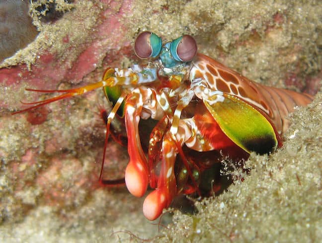 Weird Sea Creatures Around The World Mantis Shrimp