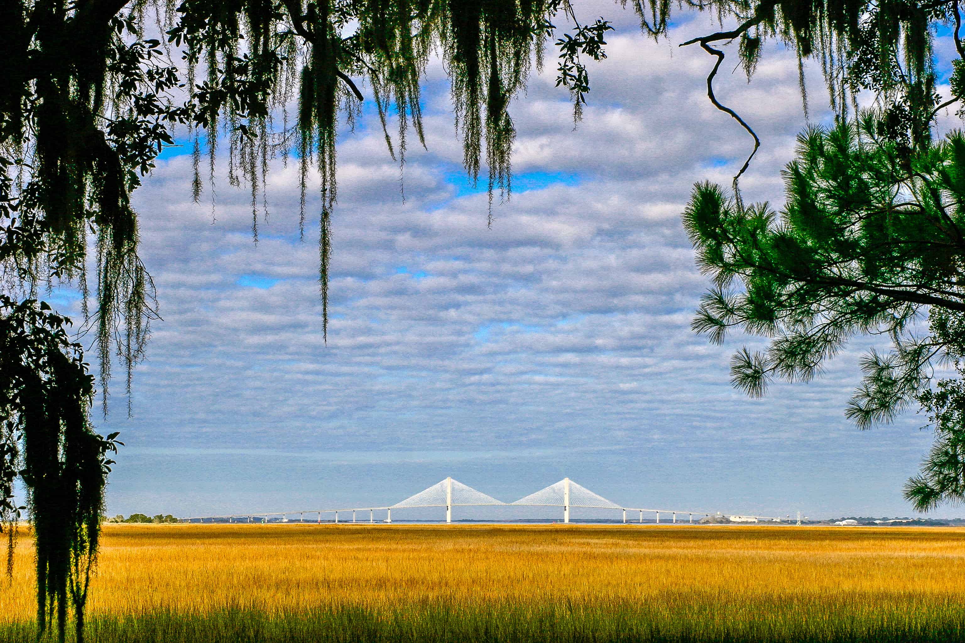 Maritime Forest in Jekyll Island, Georgia