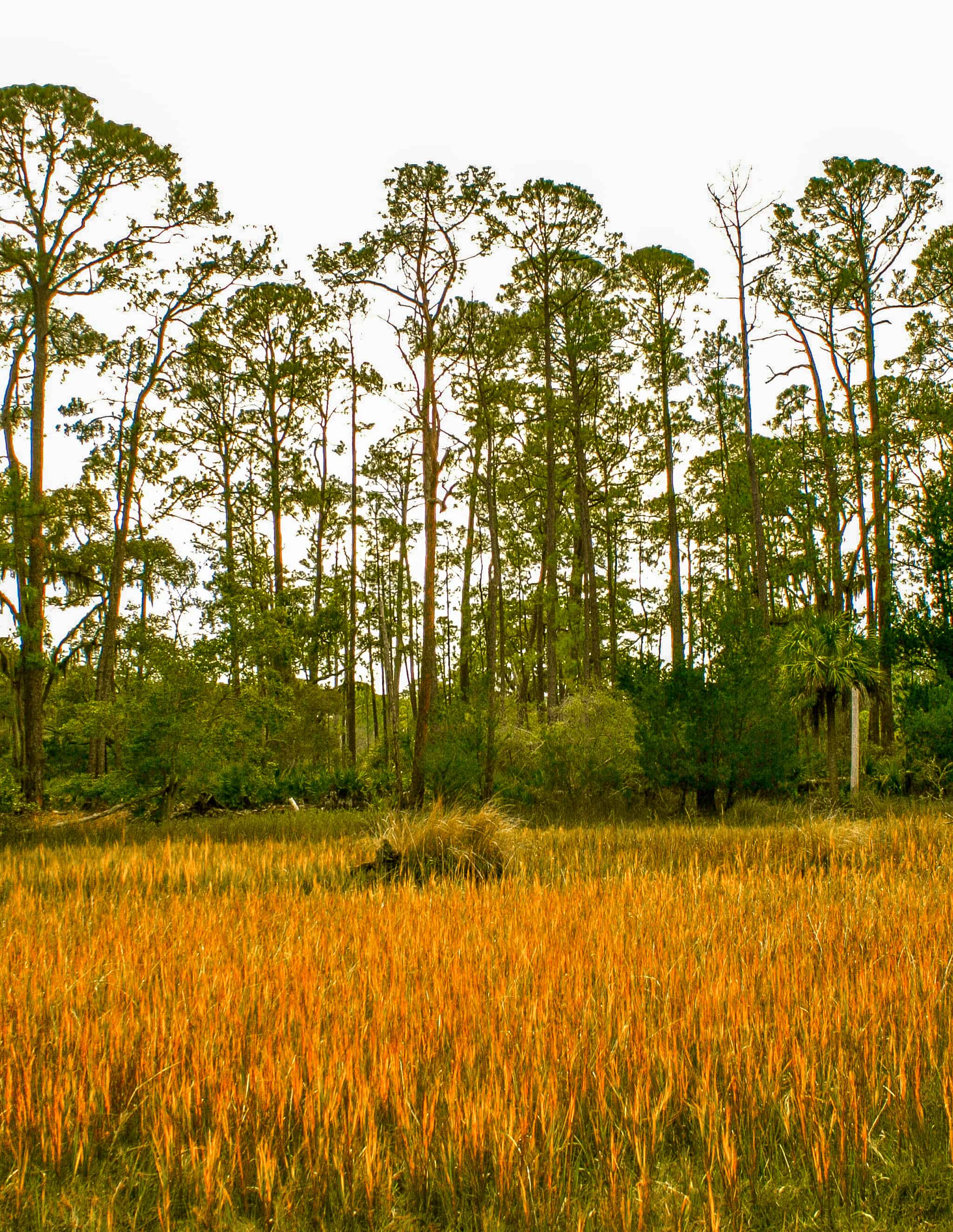 Maritime Forest in Jekyll Island, GA