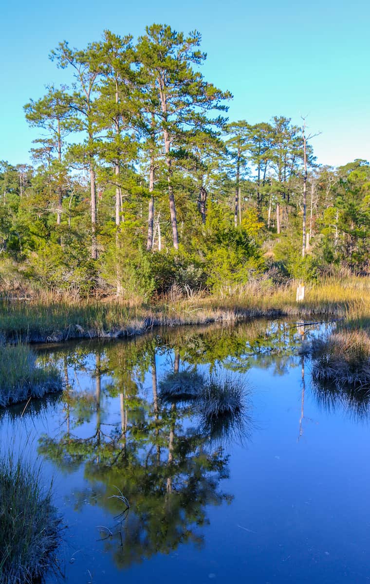 Maritime Forest in Virginia Beach