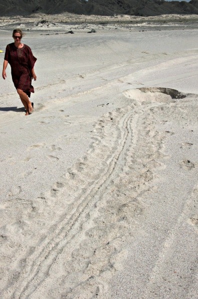 Masirah Island looking for Sea Turtles