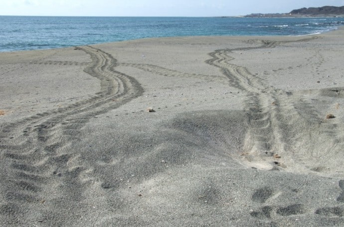 Masirah Island Sea Turtle Tracks