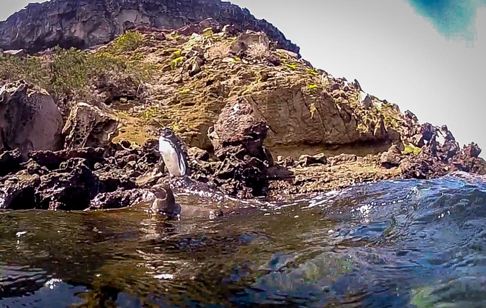 Mating Pair of Galapagos Penguins