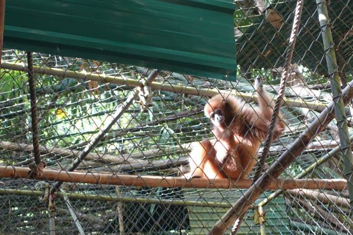 Rambo’s companion: Female Gibbon missing a hand and foot, but safe