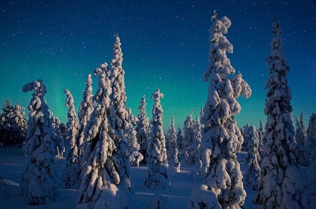 Moonlight on Spruce Trees, Oulanka National Park