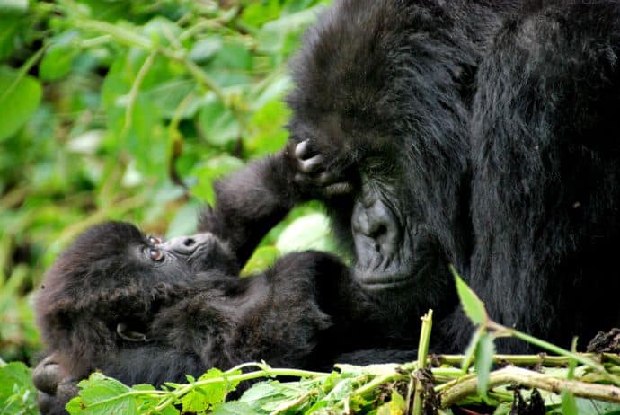 Mother & baby mountain gorillas in Volcanoes National Park, Rwanda by Carine06 via CC