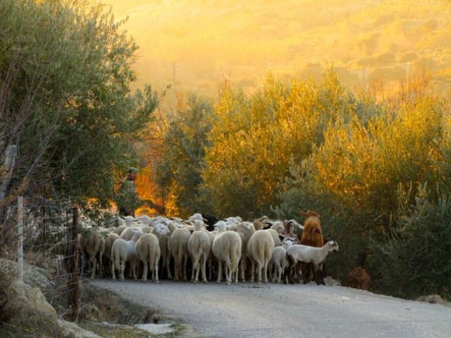 Moving Sheep by Roadway--We Also Saw Cows Moved by River