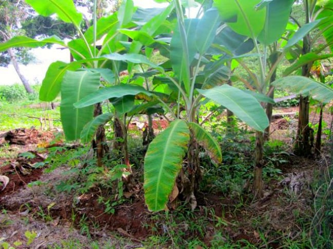 Permaculture Garden Guide - Banana CircleMy First Banana Circle
