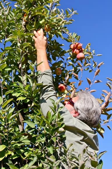 Autumn activities Atlanta Apple Picking Elijay