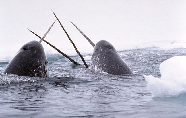 Narwhal_tusks_jousting_Glenn_ Williams