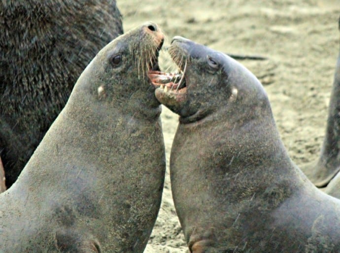 New Zealand Sea Lion playfighting