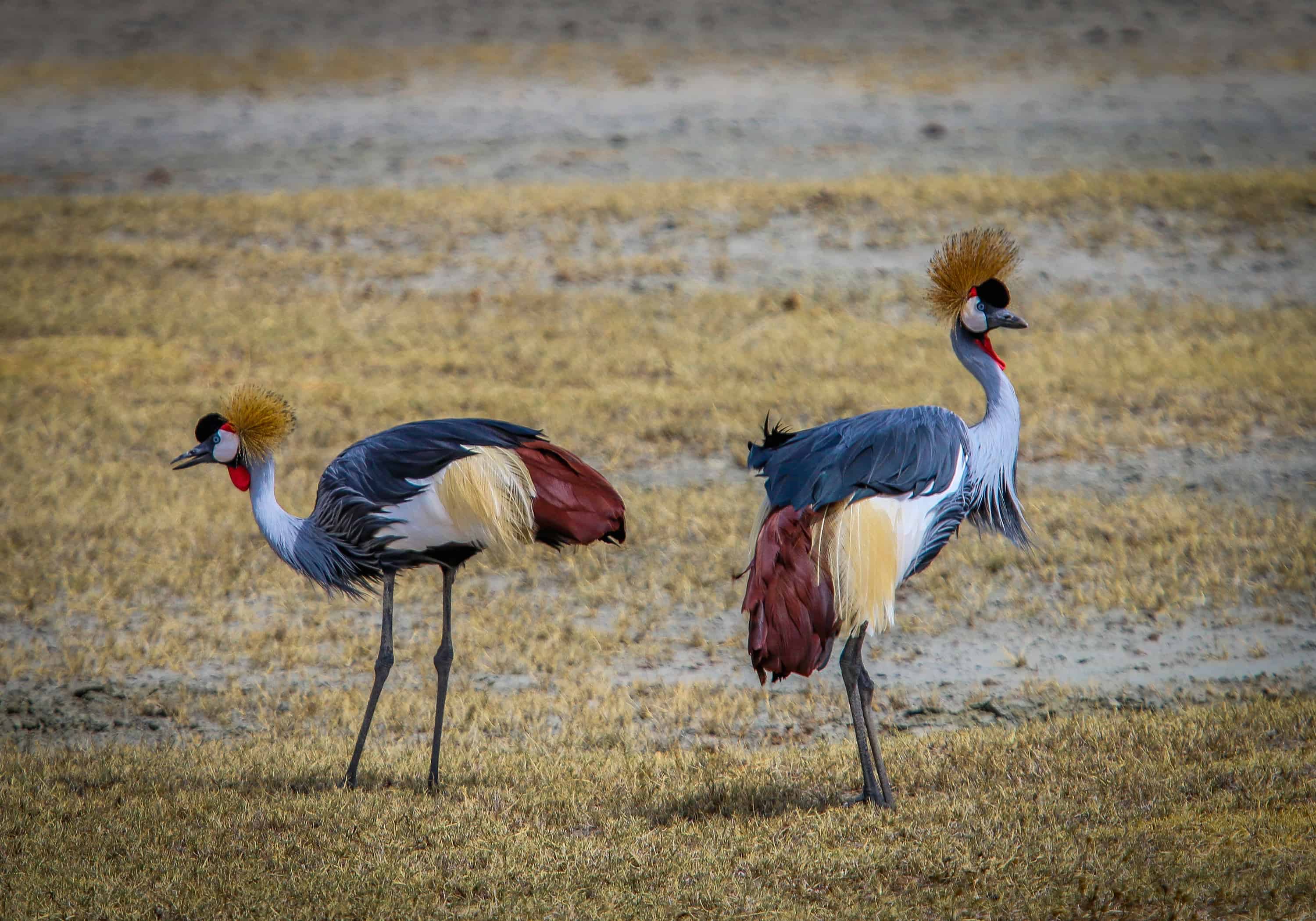 Ngorongoro Conservation Area- Crested Cranes