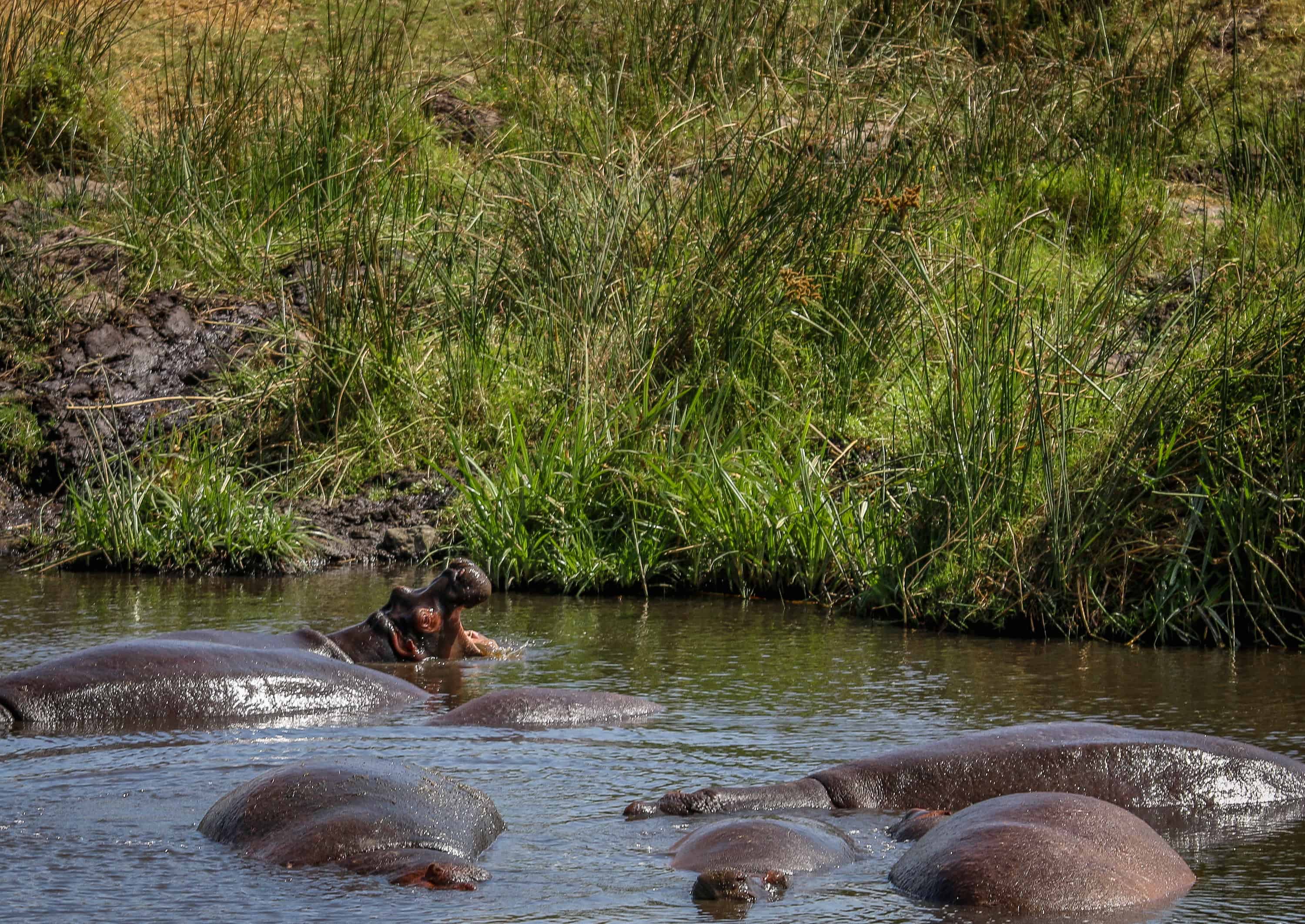 Ngorongoro Conservation Area- Hippos