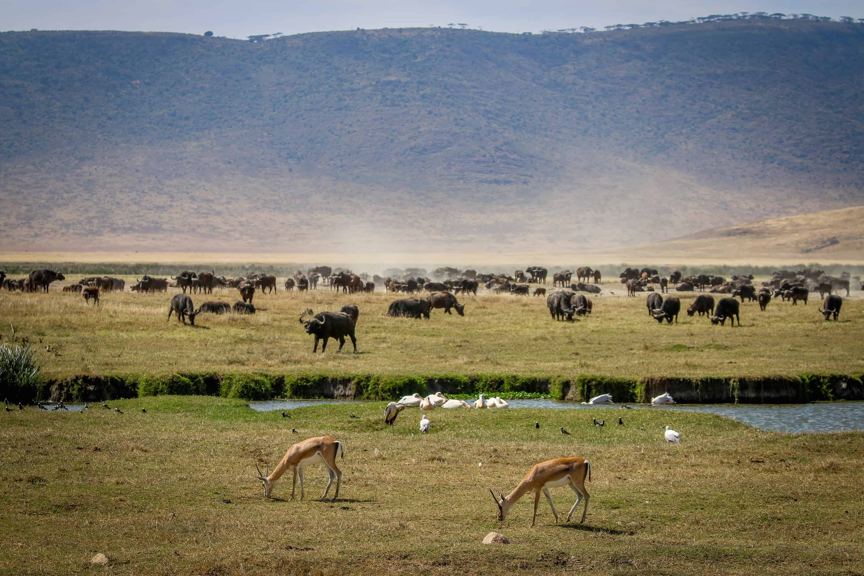 Ngorongoro Conservation Area: Gazelles and Buffalo