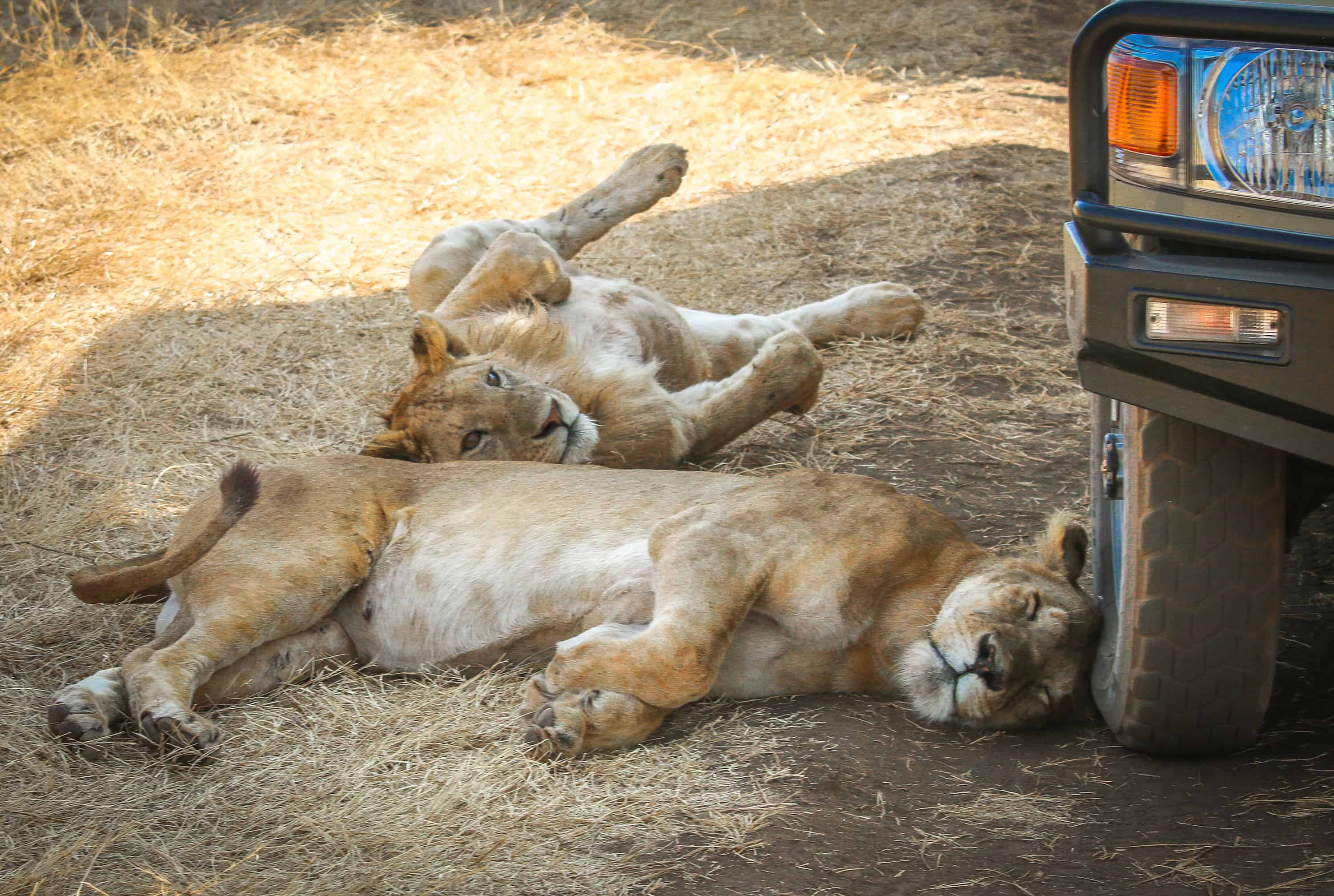 Lionesses Napping in the Ngorongoro Conservation Area