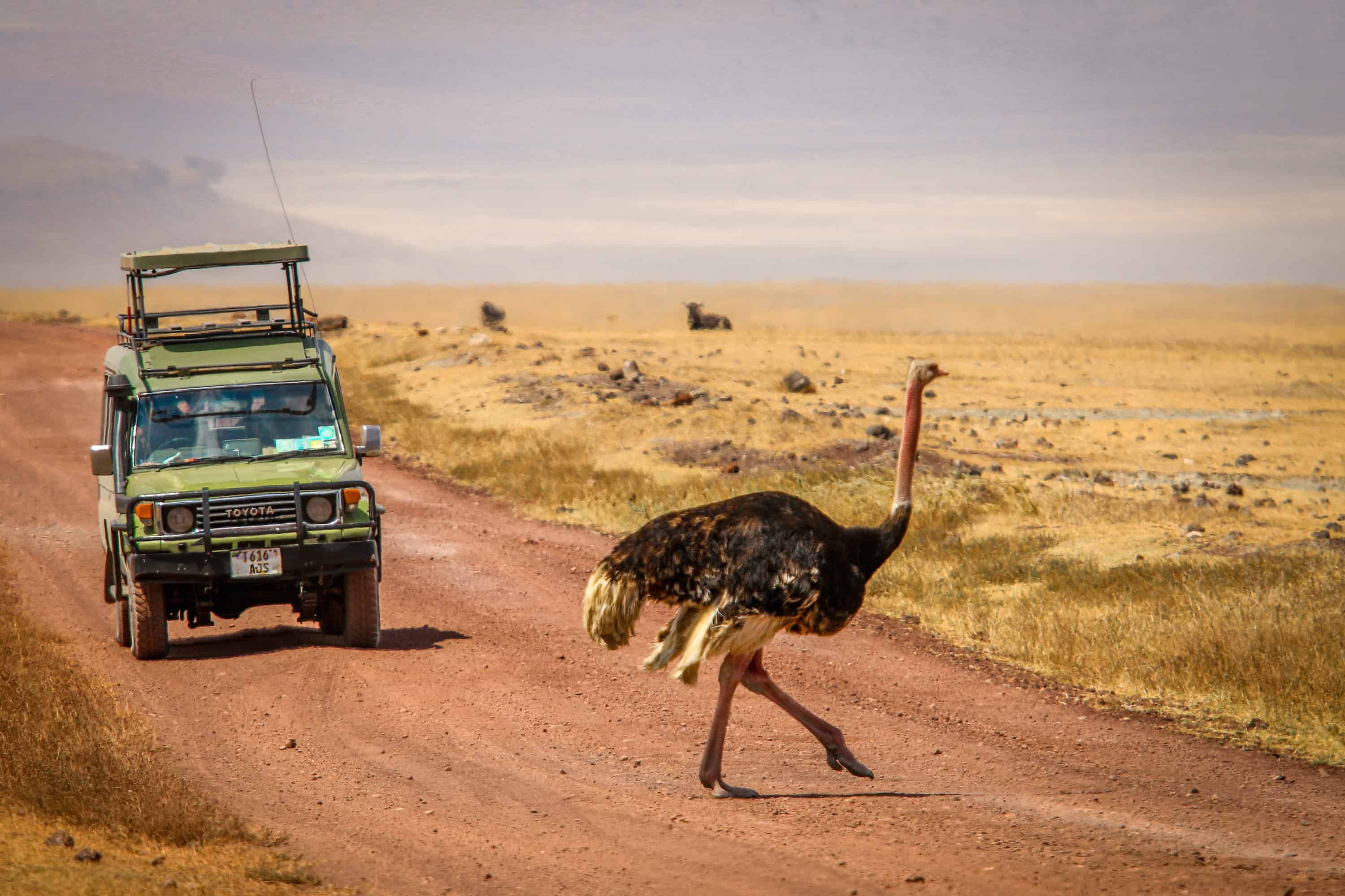 Ngorongoro Conservation Area- Ostrich