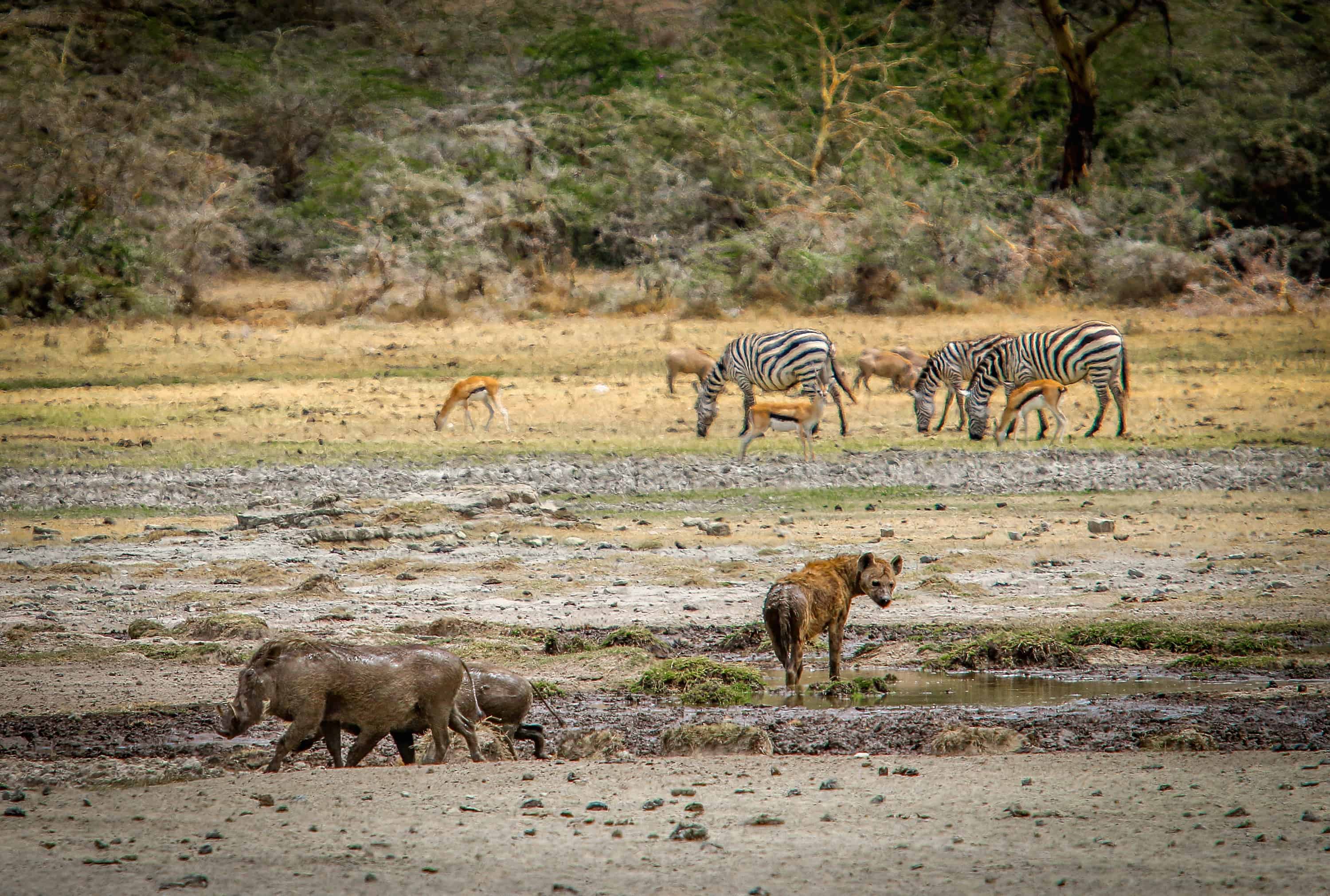 Warthogs & Hyena at a Ngorongoro Conservation Area Watering Hole