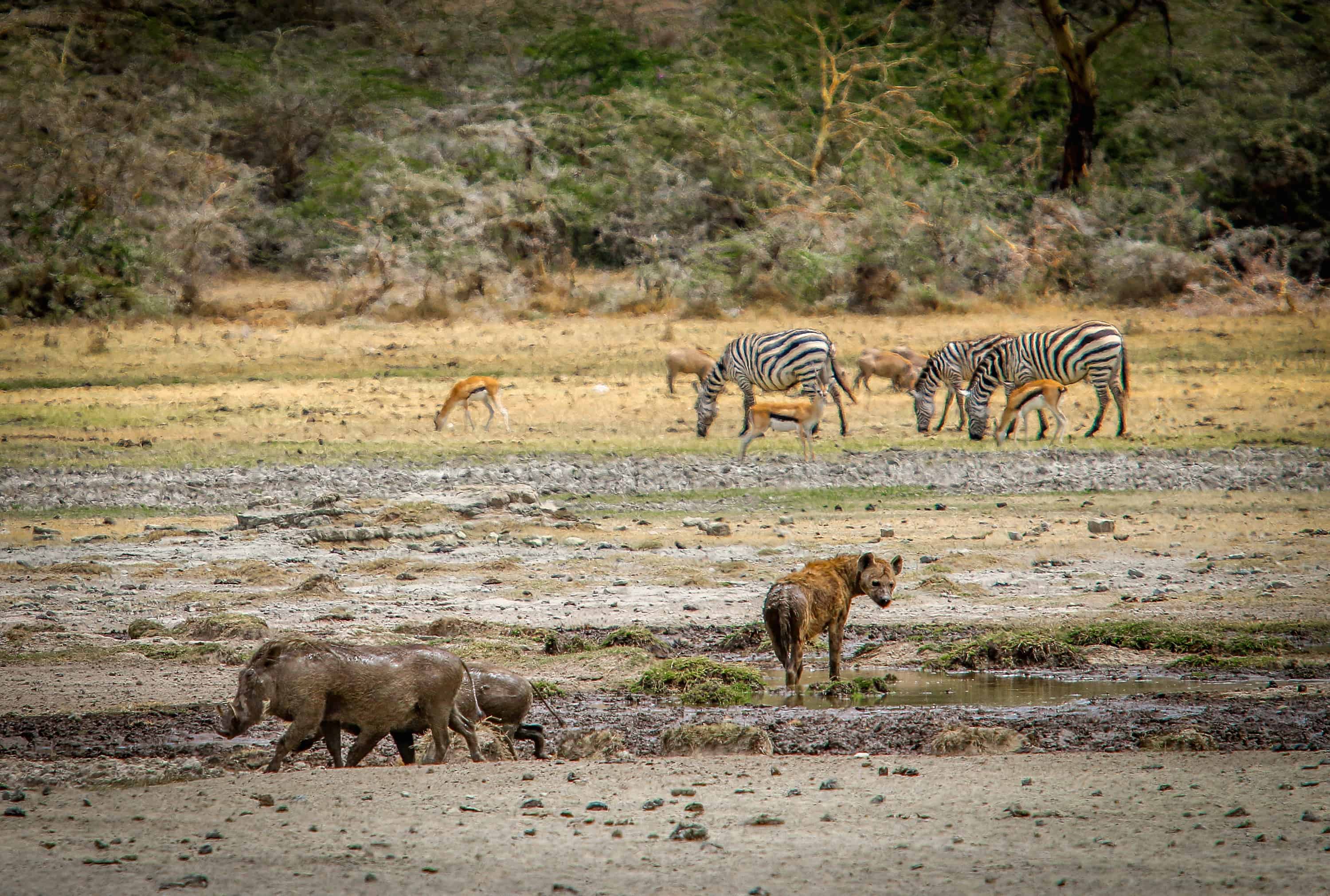 Ngorongoro Conservation Area (Photo: greenglobaltravel.com)