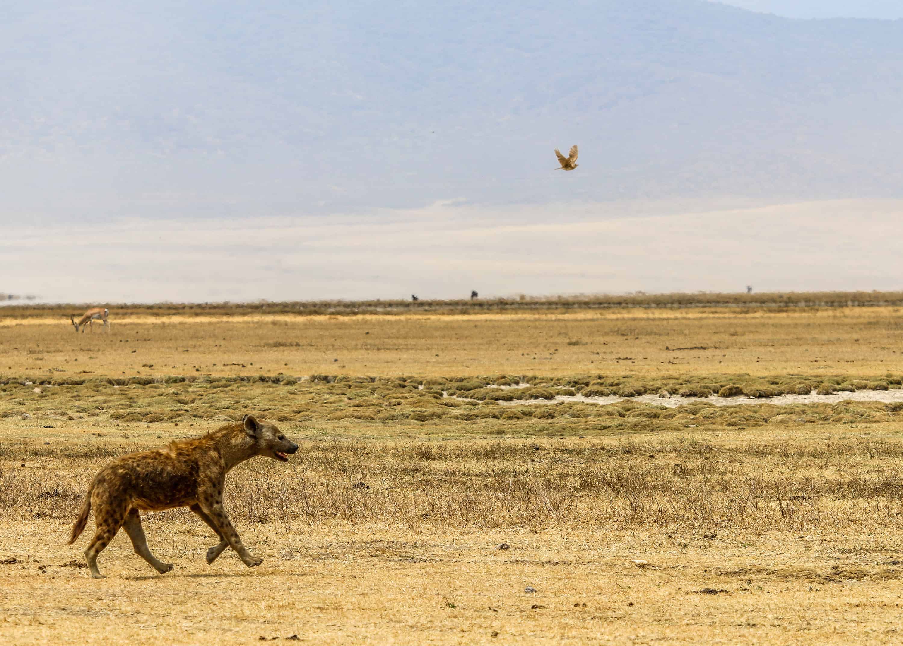 Hyena Running in Ngorongoro Conservation Area