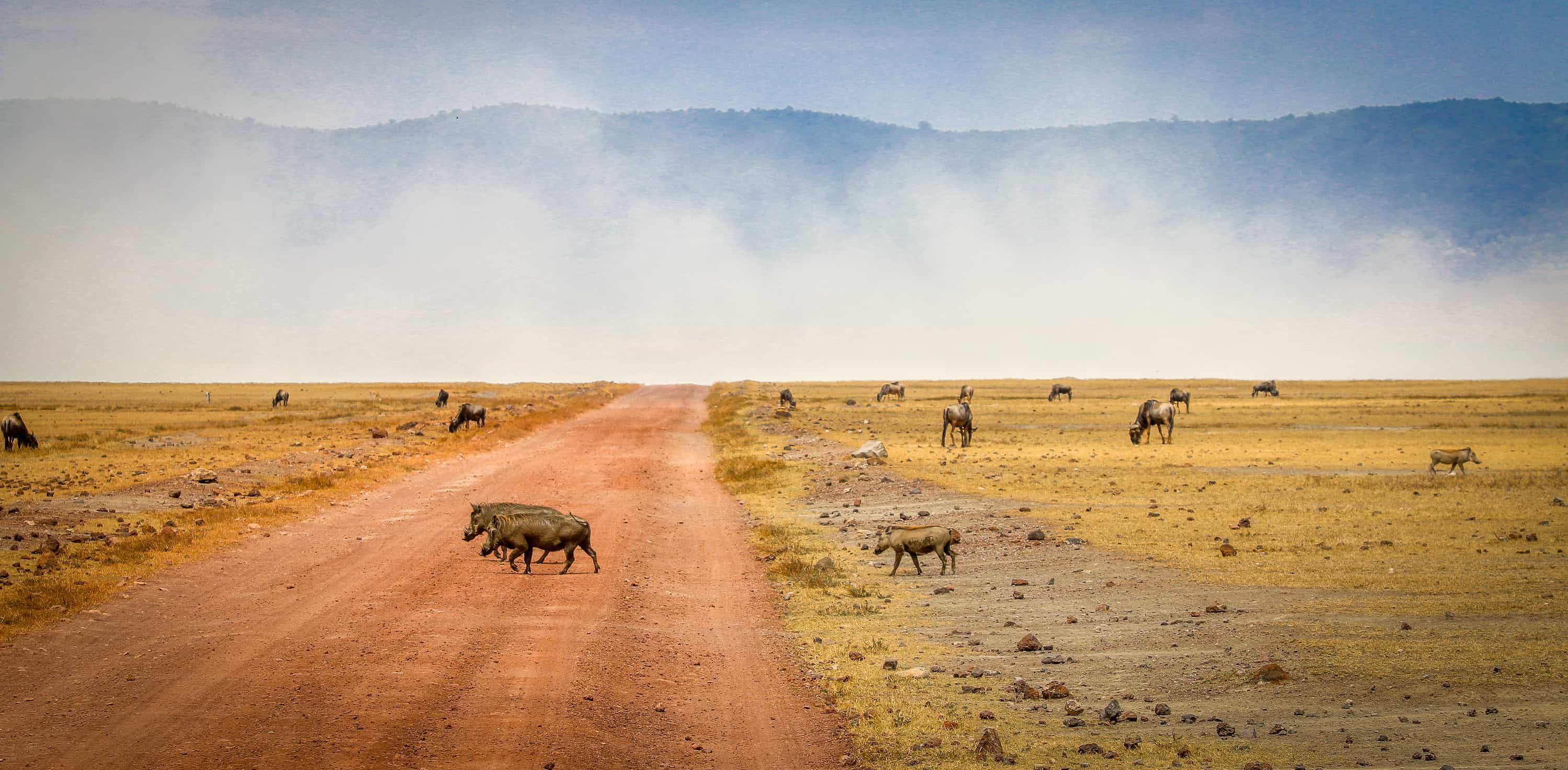 Warthog Family Crossing in Tanzania's Ngorongoro Conservation Area