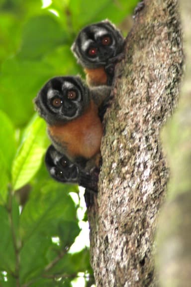 Owl Monkeys Night Monkeys Peru Amazon River Cruise