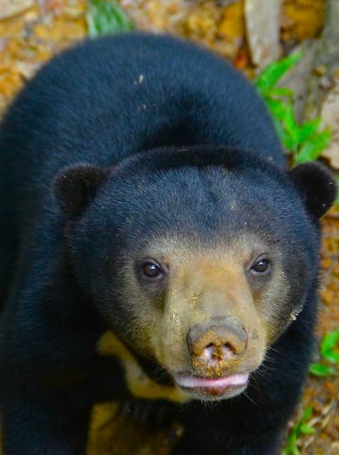 Sun Bear Cubs at Borneo Sun Bear Conservation Centre