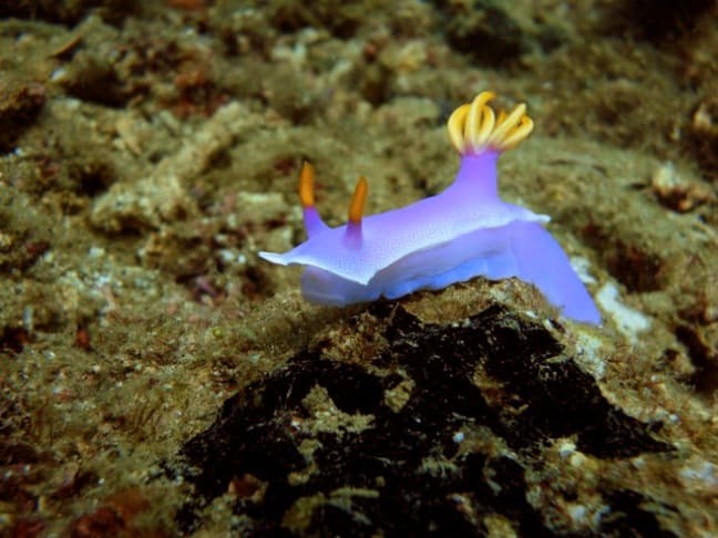 Nudibranch_Anilao_Philippines_Jayvee Fernande_via_CC