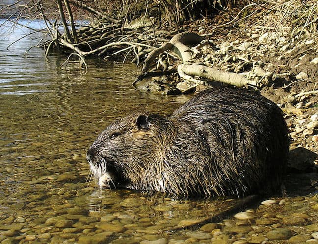 Weird Rodents Around The World, Nutria