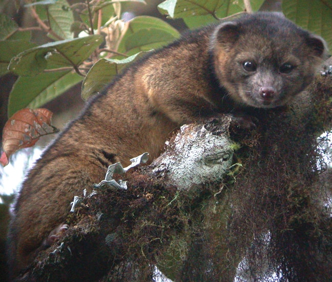 Weird Carnivorous Mammals Around The World, Olinguito