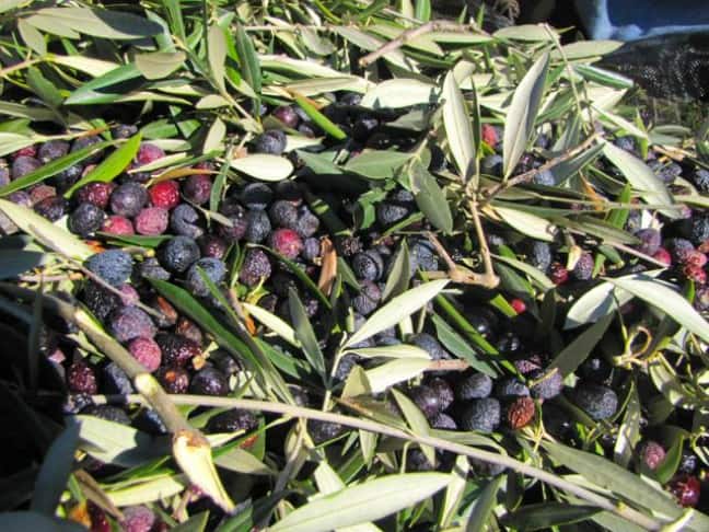 Olive Harvest at Tom's House--Each tree Provided a Couple of Large Feed Sacks of Olives