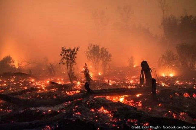 orangutan fire palm oil plantations