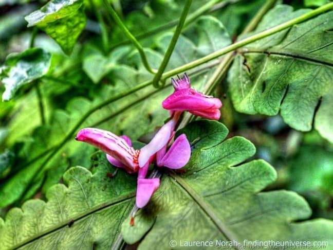 Pink Orchid Mantis, Thailand