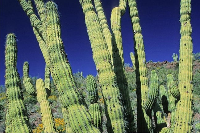 Organ Pipe Cactus Wilderness, Arizona