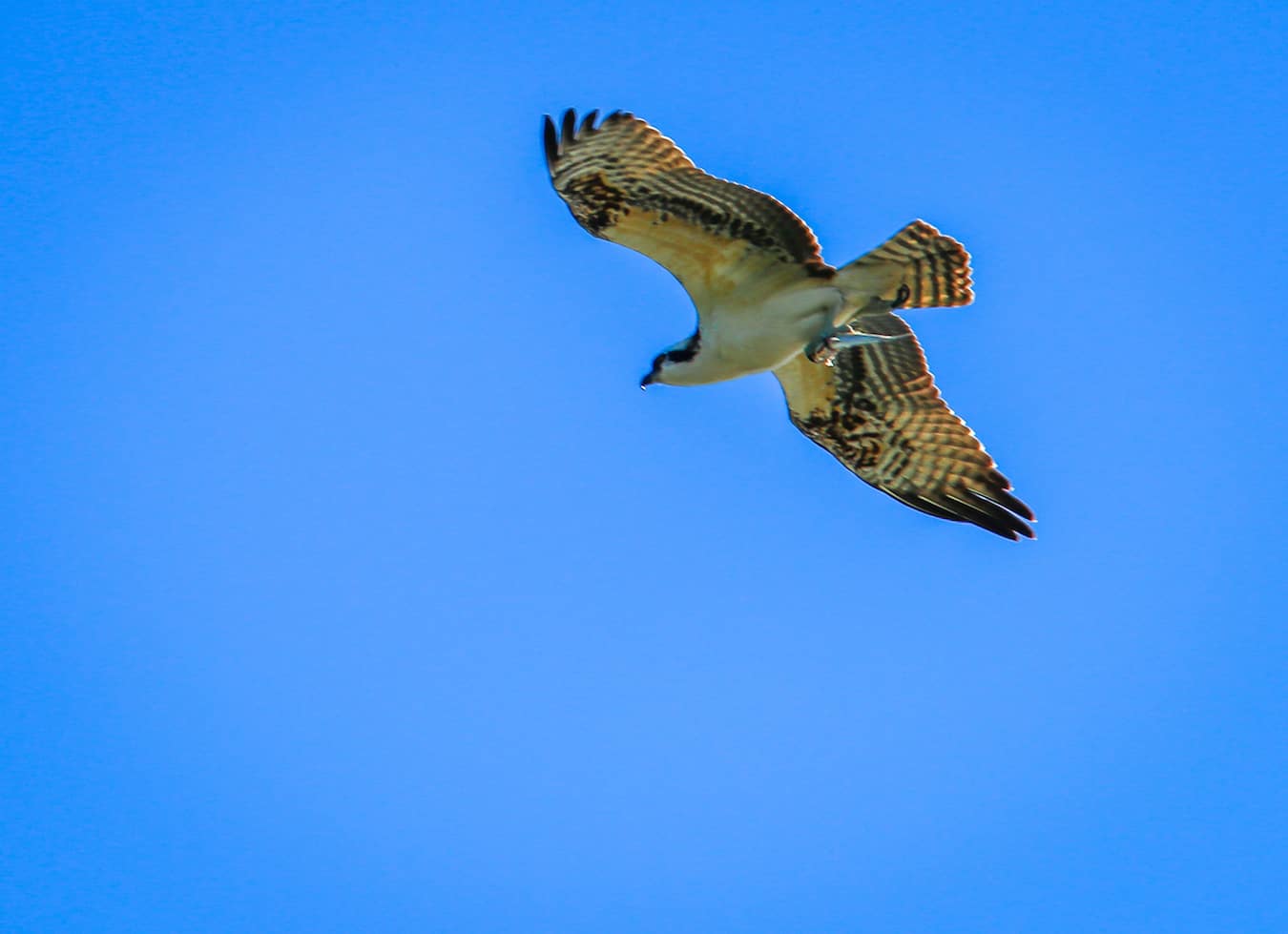 Osprey in Pleasure House Point Natural Area