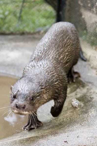 Hairy Nosed Otter from Cambodia