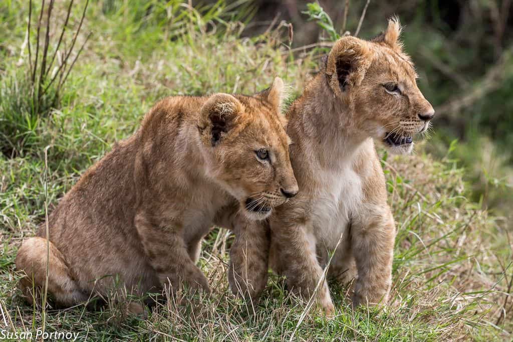 Walking With Lions in Africa